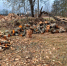 Житель Псковской области незаконно срубил деревья почти на 1 млн рублей - Псковская правда