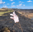 От огня «отбили» кладбище и лес возле Городищенского озера в Изборске - Pln-Pskov.Ru
