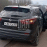 Косуля погибла в ДТП в Псковском районе - Псковская правда