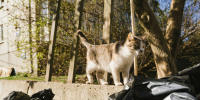 Фото: ПАИ - InformPskov.Ru