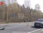 Разыскивается виновник ДТП на трассе в Пушкиногорском районе