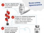 Роскачество опубликовало правила поведения в сезон клещей