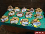 Доля элитных семян растет у псковских сельхозтоваропроизводителей