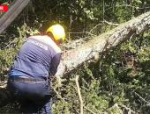 Мужчину задавило деревом на лесной делянке в Гдовском районе