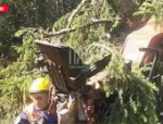 Мужчину задавило деревом на лесной делянке в Гдовском районе