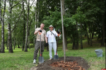 Ко Дню строителя в центральном парке Пскова высадили липы