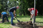 Ко Дню строителя в центральном парке Пскова высадили липы