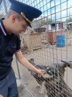 Псковские приставы собрали корма и медикаменты для бездомных животных