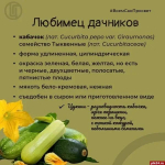 В сезон «обмена» кабачками псковичам напомнили об их пользе в рационе