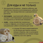 В сезон «обмена» кабачками псковичам напомнили об их пользе в рационе