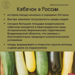 В сезон «обмена» кабачками псковичам напомнили об их пользе в рационе