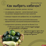 В сезон «обмена» кабачками псковичам напомнили об их пользе в рационе