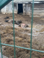 Волки растерзали домашний скот на ферме в Куньинском округе