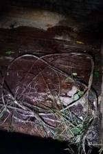 Погиб в страшных мучениях: браконьеры убили лося в Псковском районе