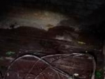 Погиб в страшных мучениях: браконьеры убили лося в Псковском районе