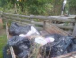 Погиб в страшных мучениях: браконьеры убили лося в Псковском районе