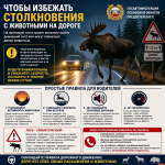 Лоси на дорогах: как избежать столкновения с животными рассказали псковичам