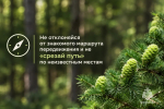 Тихая охота без риска: как не потеряться в лесу