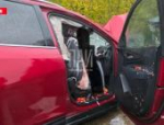 Два человека и собака погибли в результате ДТП в Невельском районе