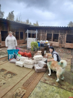 В Псковской области продолжается сбор корма для бездомных животных в Невеле